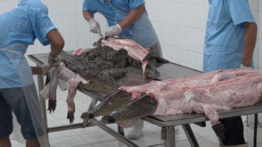 why crocodile farms are cruel.